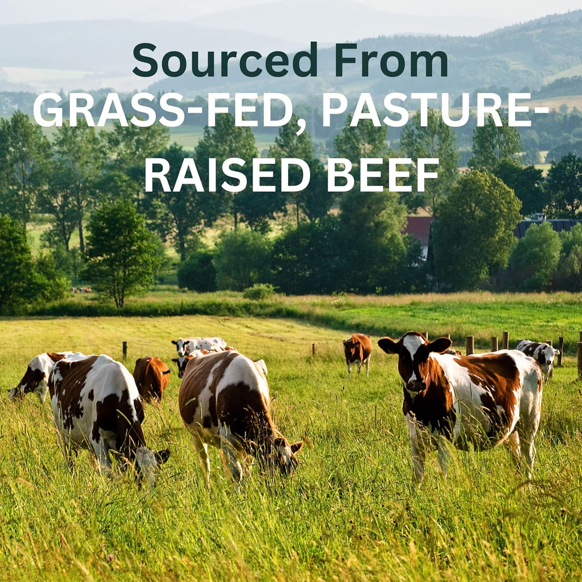 Beef Gelatin Powder 24 Oz - Unflavored, Grass Fed, Pasture-Raised, Cooking |  - 100% Grass-Fed, Pasture-Raised Beef Gelatin - Ideal for Cooking, Baking, Gummies & Marshmallows - Non-Gmo